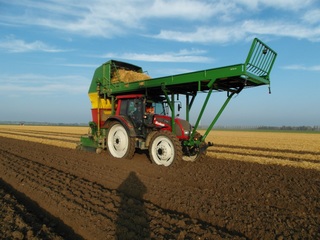 Tulpenplanten begonnen